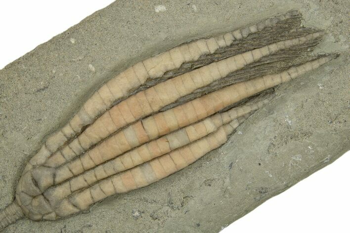 Fossil Crinoid (Scytalocrinus) - Crawfordsville, Indiana #310195